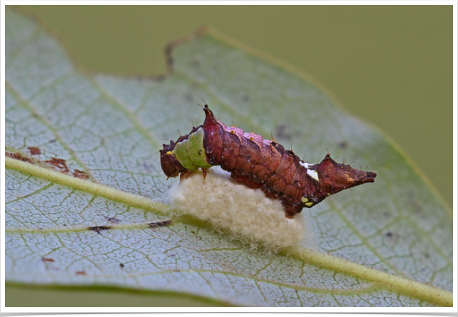 Schizura unicornis
Unicorn Caterpillar (parasitized)
Choctaw County, Alabama